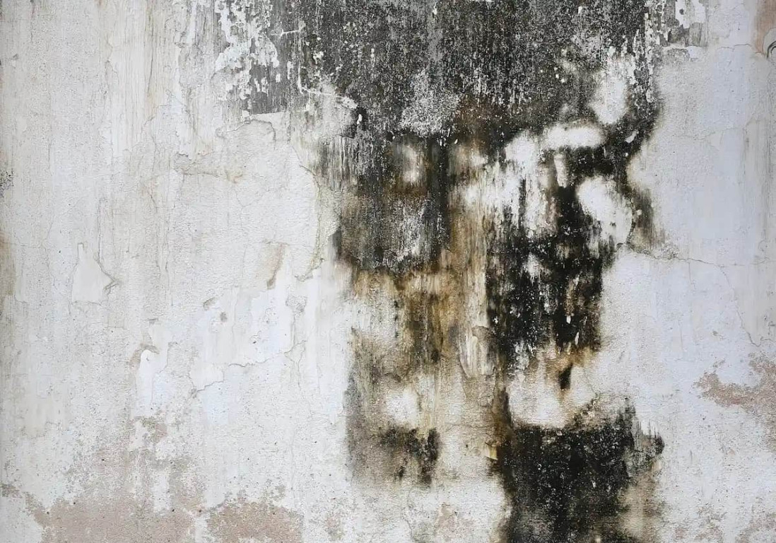 cara menghilangkan black mold